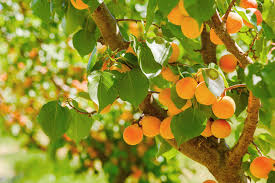 APRICOT 