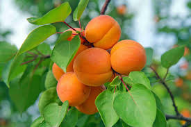 APRICOT 