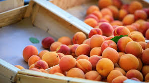 APRICOT 