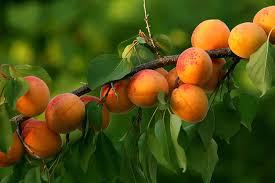 APRICOT 