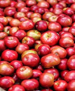 Wholesale Fresh Red Apple,Fresh Red Apple Manufacturer & Supplier from  Hoshangabad India