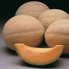 CANTALOUPE