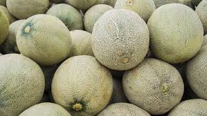 CANTALOUPE