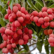 LYCHEE