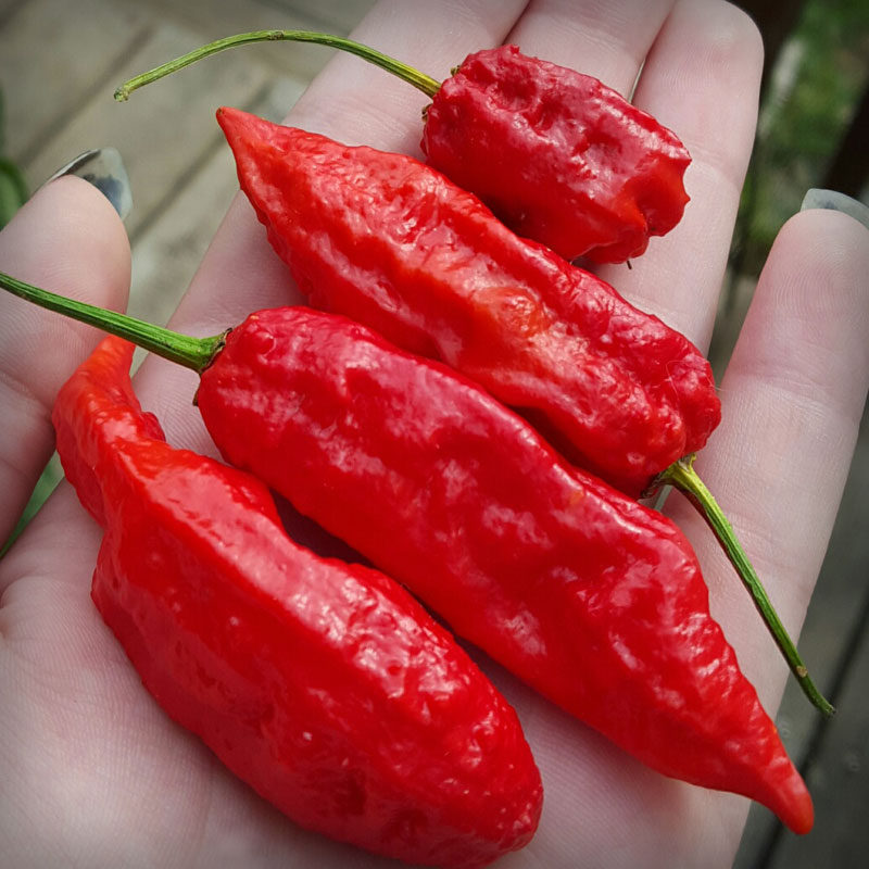 GHOST CHILLI 