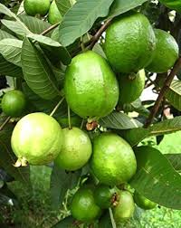 GUAVA 