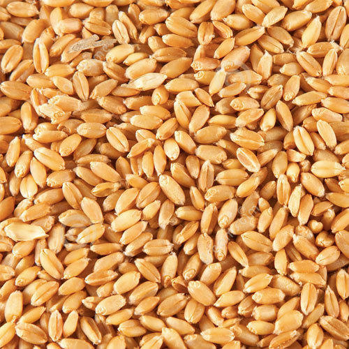 GRAINS