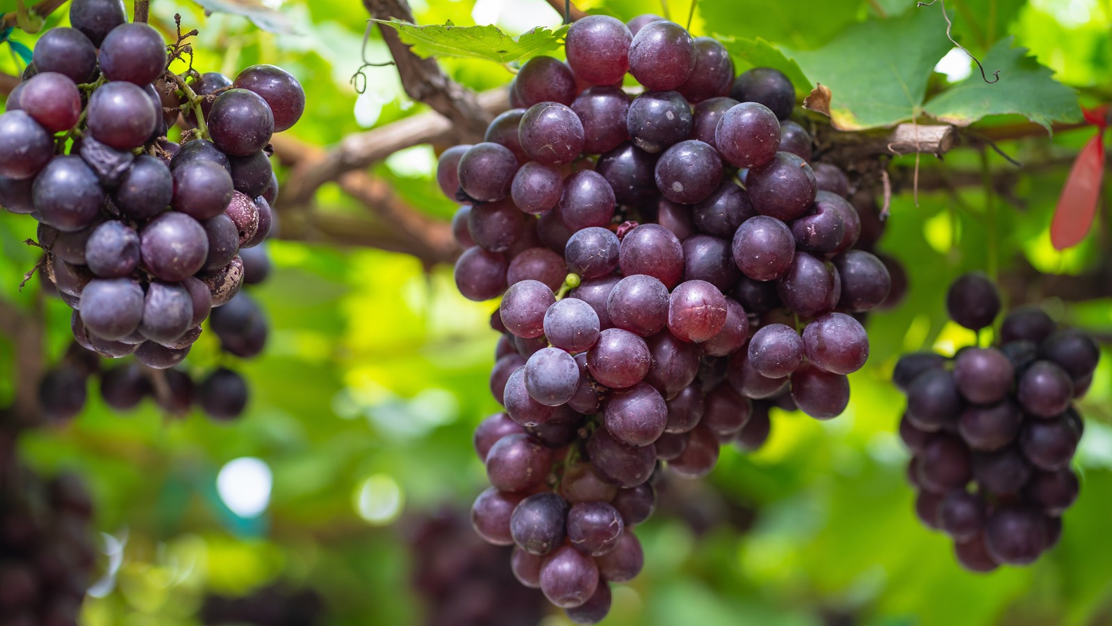 GRAPES 