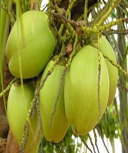 Fresh Tender Coconut