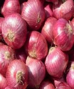 onion 