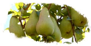 PEAR 