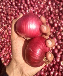 Red Onion